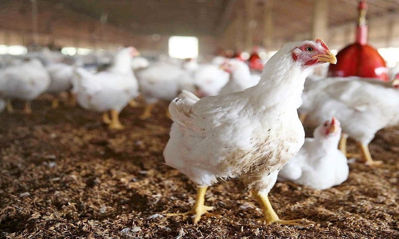 صادرات ۴ هزار تن گوشت مرغ به کشور‌های هدف  برنامه افزایش تولید شتر در کشور