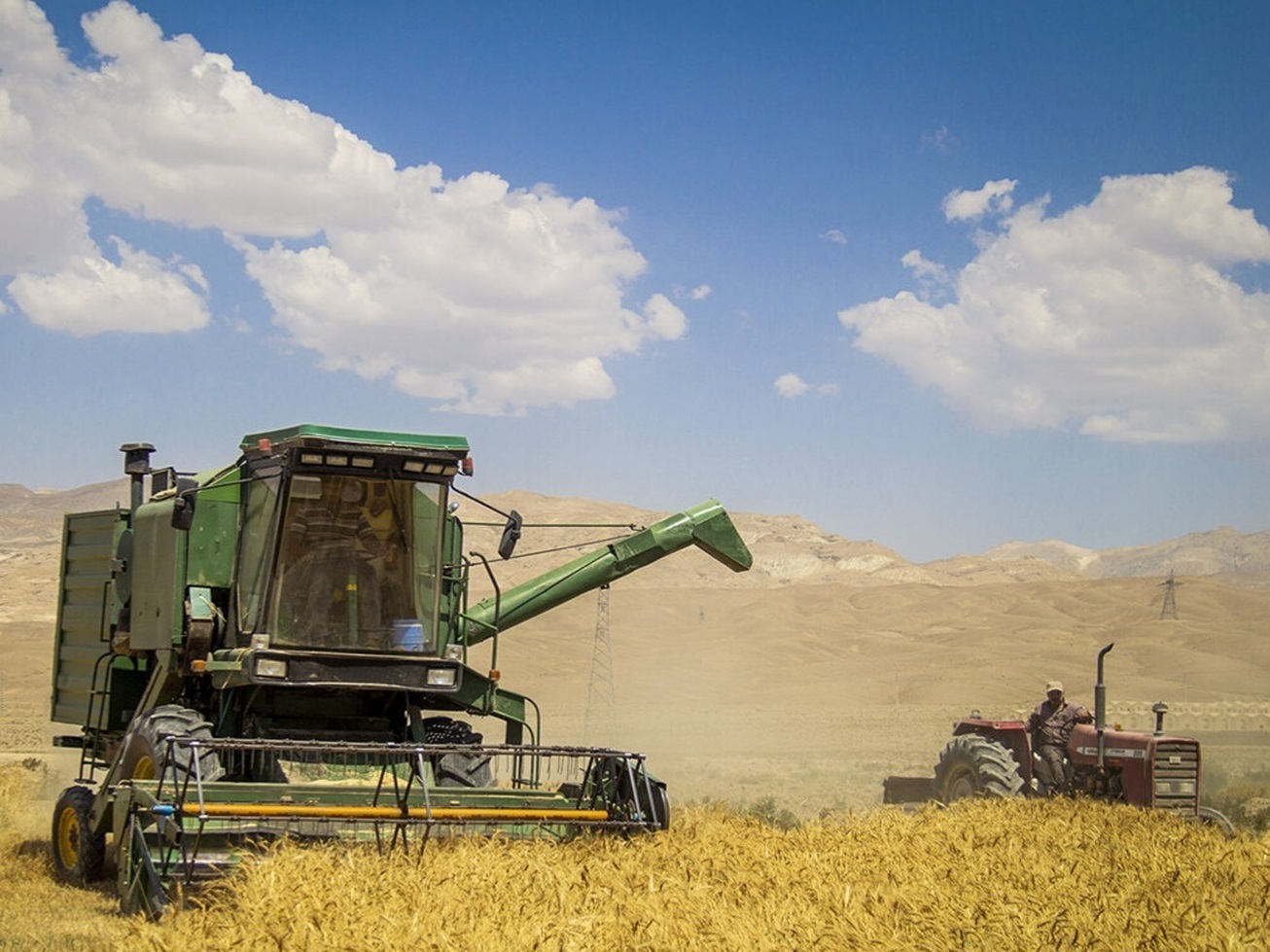 تولید گندم ایران امسال به ۱۴.۵ میلیون تن می‌رسد