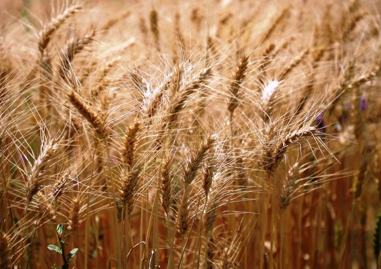 رشد ۷۴ درصدی خرید تضمینی گندم نسبت به ابتدای دولت سیزدهم