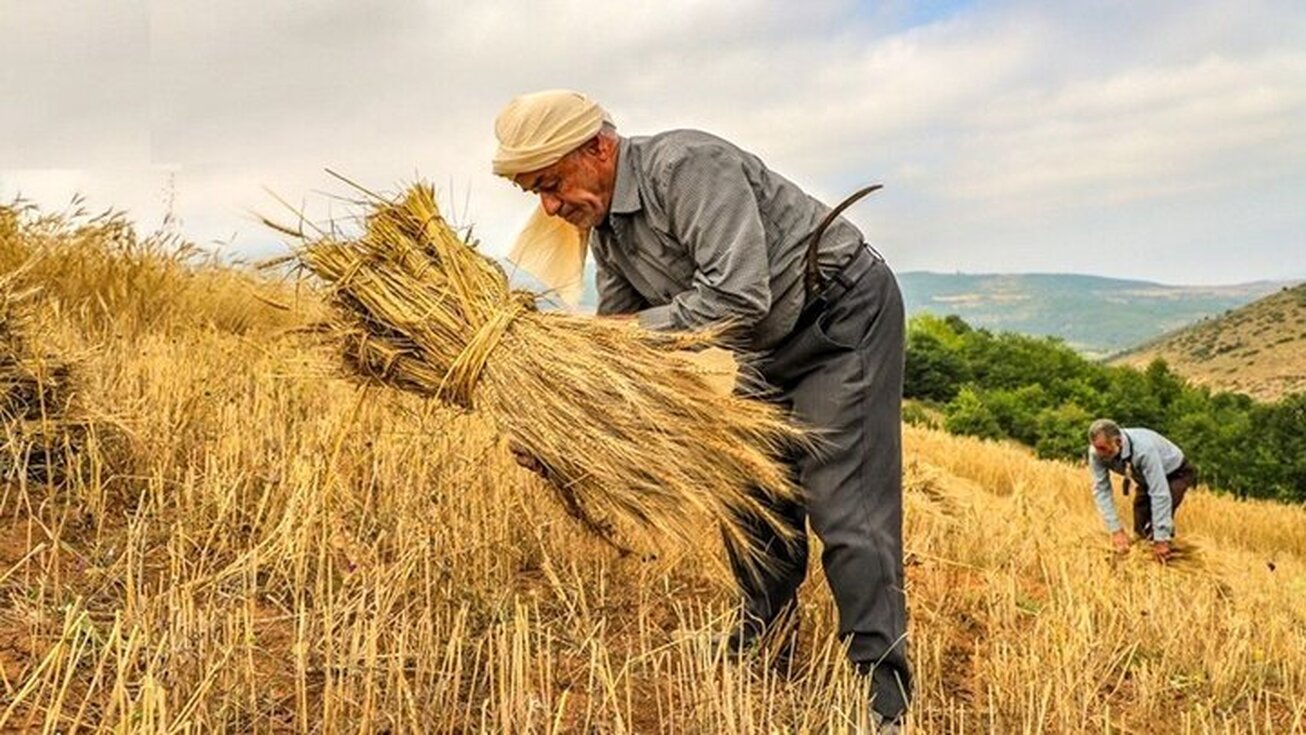 پرداخت وام قرض الحسنه ۲۰۰ میلیون تومانی برای توسعه دیمزارها